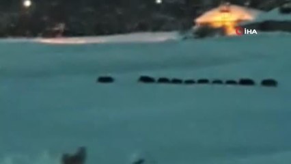 Domuz sürüsü ilçe merkezine indi