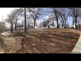 Dog Helps to Pack Away Christmas Lights