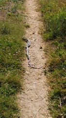 Ular king cobra sedang kawin