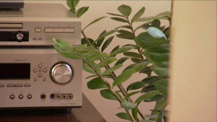 Tips for Styling a Home with Plants