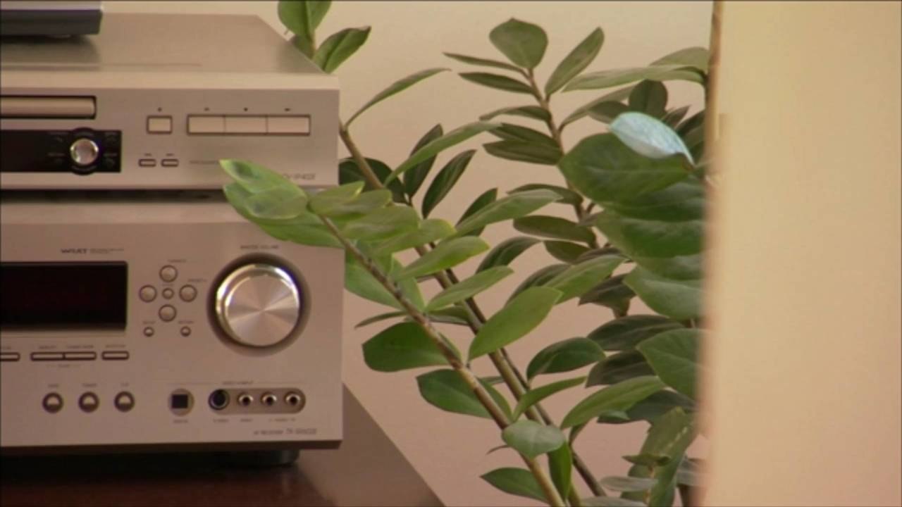 Tips for Styling a Home with Plants