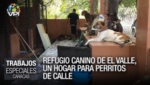 Refugio canino de El Valle, un hogar para perritos de calle – Especiales VPItv