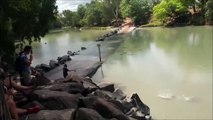 Un crocodile venu de nulle part vole la prise d'un pecheur