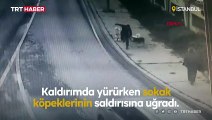 Yolda yürüyen adama sokak köpekleri saldırdı