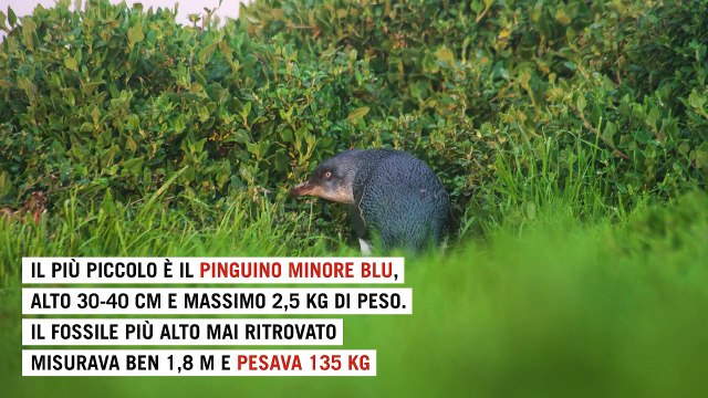 Non vivono solo al freddo e un tempo erano giganti: 10 curiosità sui pinguini
