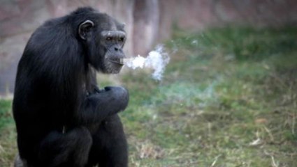 Günde 40 sigara içen şempanze Açelya'nın kahreden hikayesi