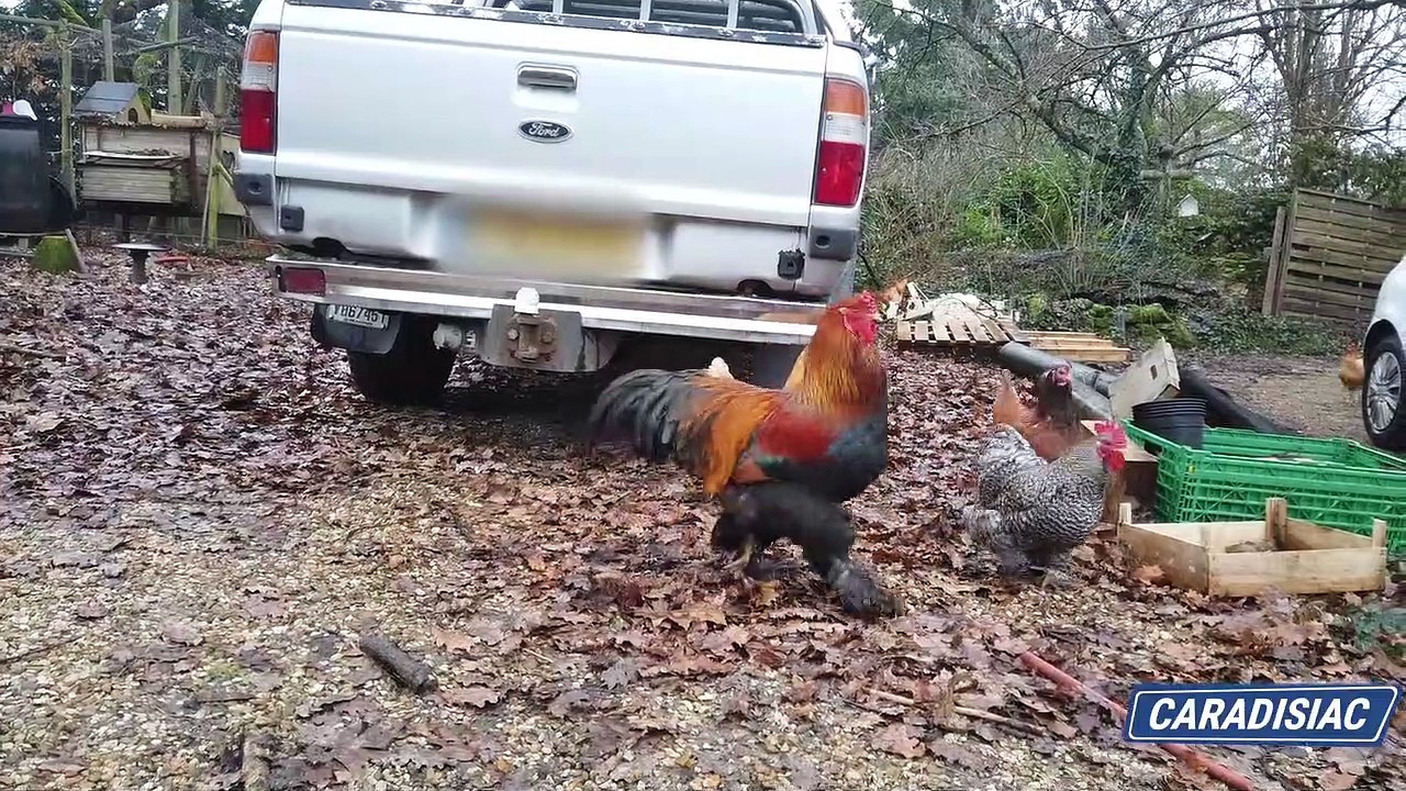 Le comparo des voisins - Dominique et son Ford Ranger