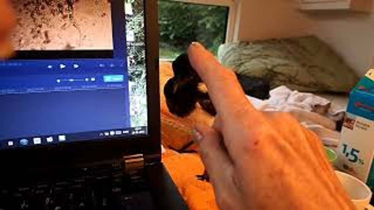 Magpie Really Wants to Play with the Computer - video Dailymotion