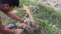 Snake Rescued From Tangled Mess