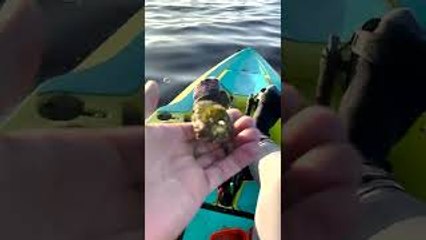 Rescuing a Baby Bird Stranded in the Ocean