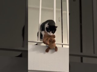 Kitty Plays Fetch Like a Puppy Dog