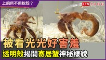 全部都被看光光了超害羞！寄居蟹用透明殼　一揭神秘面貌