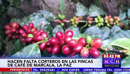 Solicitan cortadores de café en las fincas de Marcala, La Paz