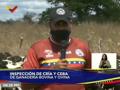 Entérate | Edo. Guárico cuenta con rebaño de más 132 mil animales para la producción ovina y caprina