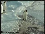Pingouin stupide