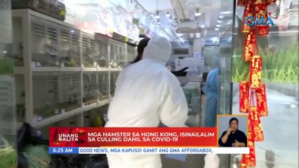 Mga hamster sa Hong Kong, isinailalim sa culling dahil sa COVID-19 | UB