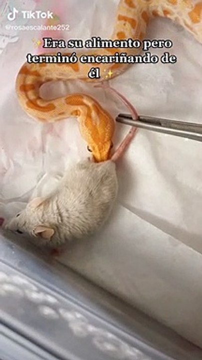 Una chica compró un ratón para darle de comer a su serpiente
