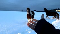 AccuWeather videographer helps wrangle horses loose in the snow