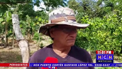 En más del 50% aumentan los costos de la producción de Maracuyá en Olancho