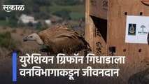Nashik l युरेशियन ग्रिफॉन गिधाडाला वनविभागाकडून जीवनदान l Eurasian Griffon vulture l Sakal Media