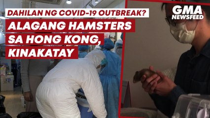 Hamster culling sa Hong Kong | GMA News Feed