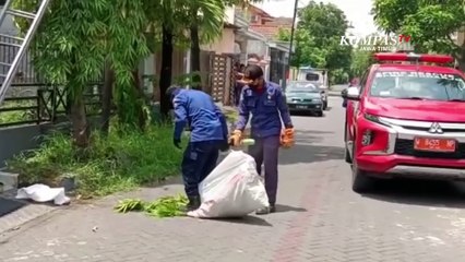 Petugas Damkar Evakuasi Sarang Tawon Vespa di Perumahan