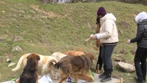 SOĞUK KIŞ GÜNLERİNDE SOKAK HAYVANLARI UNUTULMADI