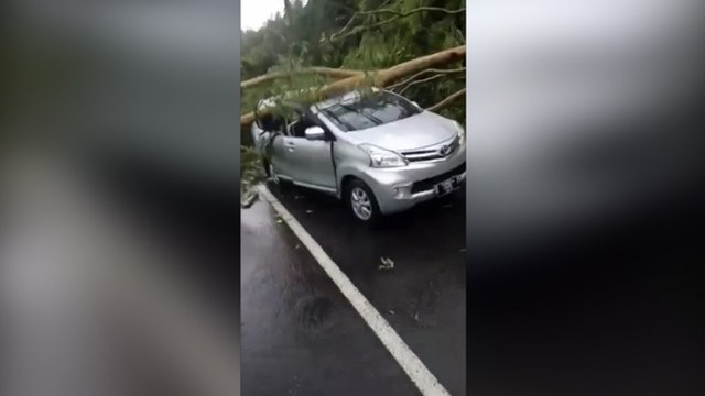 Hujan Deras Guyur Bandar Lampung, Mobil Berisi 7 Penumpang Tertimpa Pohon