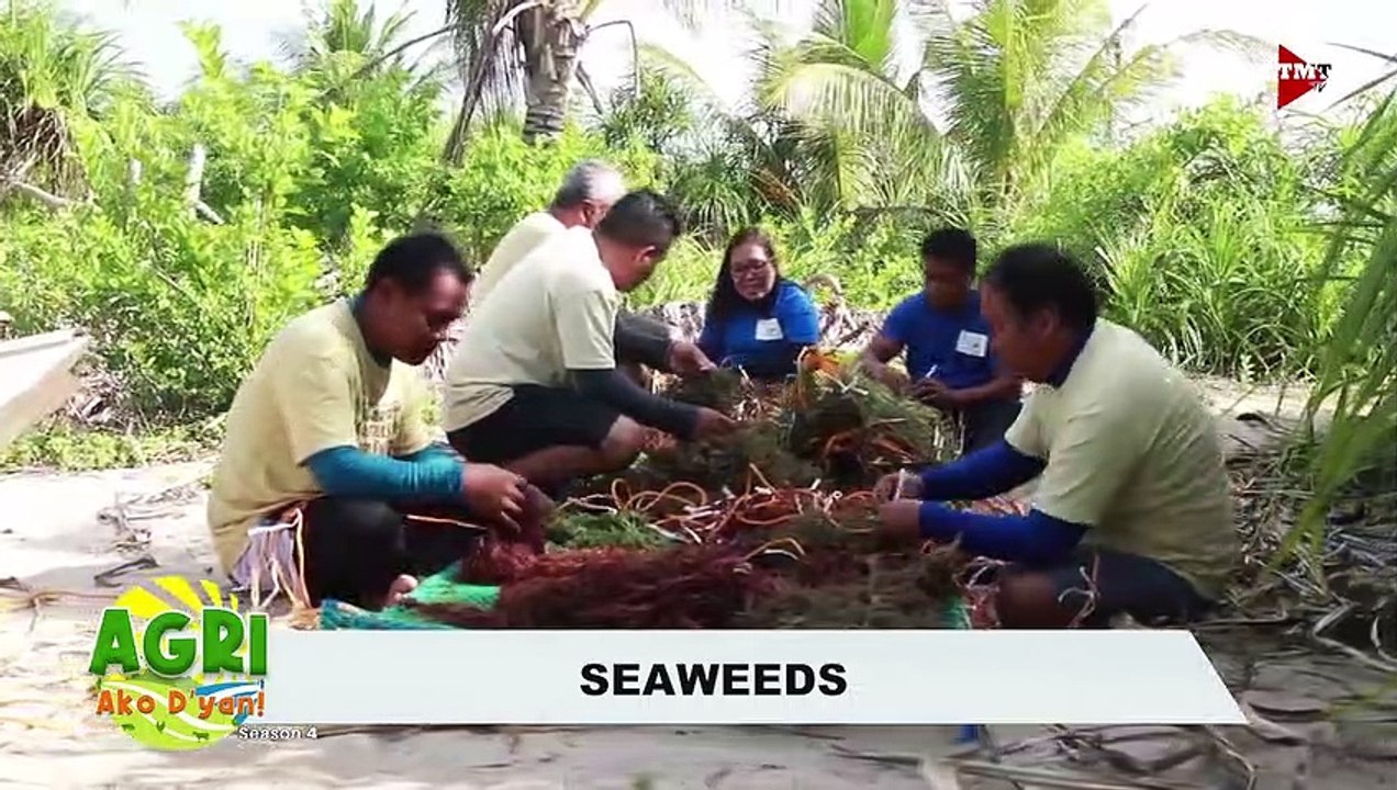 Seaweeds