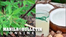 Lagundi, VCO ‘natural remedy’ against mild COVID-19 symptoms – DOST
