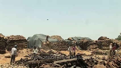 Tons of decayed wheat in Punjab, India