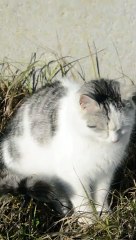 The cat warms up in the winter sun