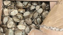 Sarp Sınır Kapısında bir araçta 5 bin su kaplumbağası ele geçirildi