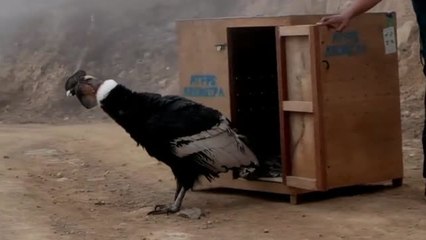 Devuelven a la naturaleza un cóndor andino que estaba desnutrido