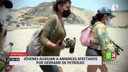 Joven costarricense rescata aves guaneras afectadas por el derrame de petróleo en el mar