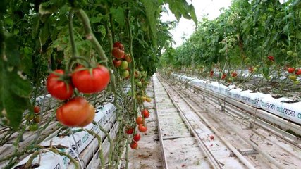 Eksi 40 derecede domates üretimi