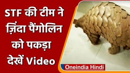 Odisha: STF ने जिंदा Pangolin को पकड़ा, एक वन्यजीव अपराधी गिरफ्तार | #Shorts | वनइंडिया हिंदी
