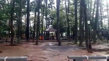 Soal Sewa Hammcok di Wisata Hutan Pinus, Ali Yusuf: Penyewa Harus Diawasi