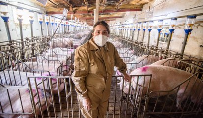 Entrevista a una ganadera de cerdos: "Se nos está tratando como a delincuentes"