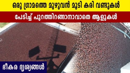 കാല് കുത്താൻ ഇടയില്ല,കടലുപോലെ വണ്ടുകൾ നിറഞ്ഞ് ഒരു ഗ്രാമം : ദൃശ്യങ്ങൾ
