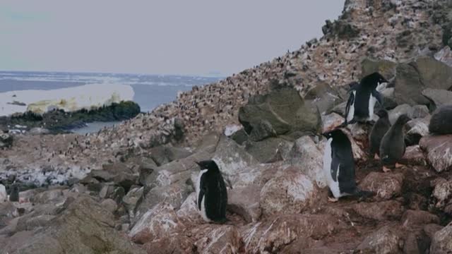 El cambio climático afecta a las poblaciones de pingüinos de la Antártida