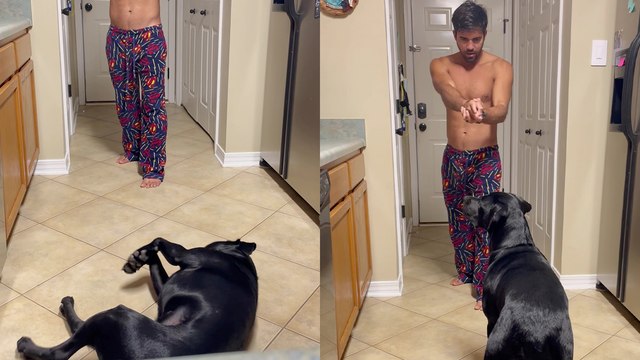 'Dramatic dog has mastered the art of pretending to die '