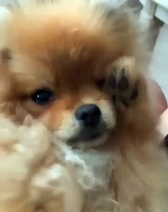 Cute Dog - #9