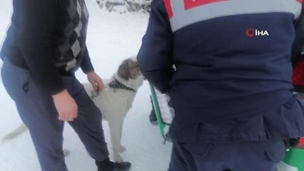 Yasaklı ırk köpek besleyene 29 bin lira ceza uygulandı