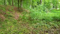 Im Wald - In The Forest