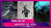 Peru Hit By Massive Oil Spill Due To Tsunami Waves Caused By Tonga Volcano Eruption