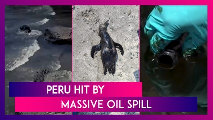 Peru Hit By Massive Oil Spill Due To Tsunami Waves Caused By Tonga Volcano Eruption