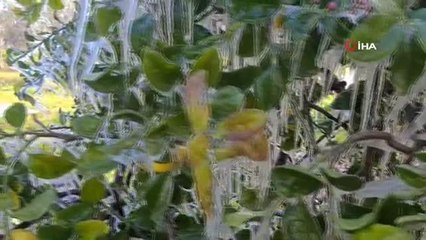 Limon ağaçları buz tutarak, sarkıtlar oluştu