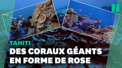 La découverte de ce récif de coraux géants (et en bonne santé) à Tahiti est une excellente nouvelle