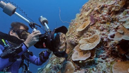Descubren en Tahití uno de los arrecifes de coral más extensos del mundo